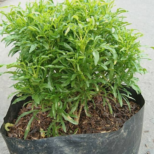 Tanaman hias Brokoli gumpal | bunga / benih tanaman / bibit pohon / bibit buah / bibit tanaman