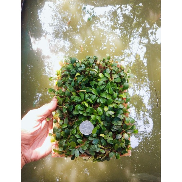 Bucephalandra Buce mini coin clump porsi nampan