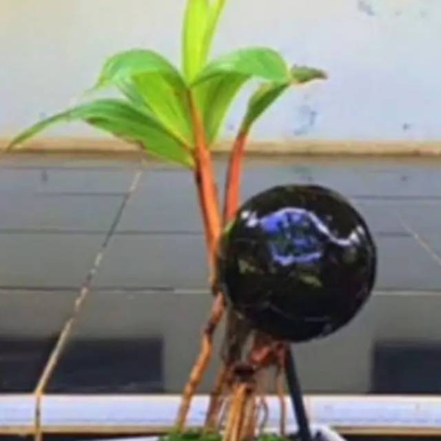 Kelapa gading orange ukuran besar