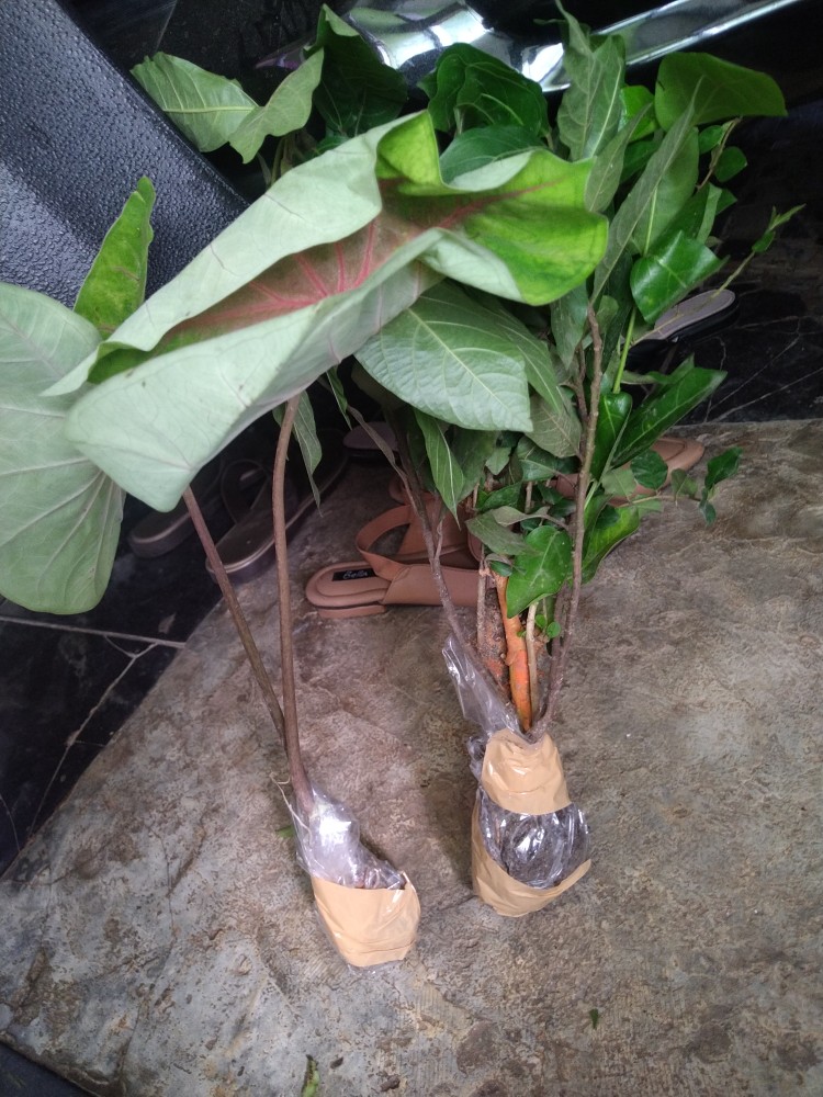 Bibit Bonsai Ficus Loa Dari Biji Bukan Stek