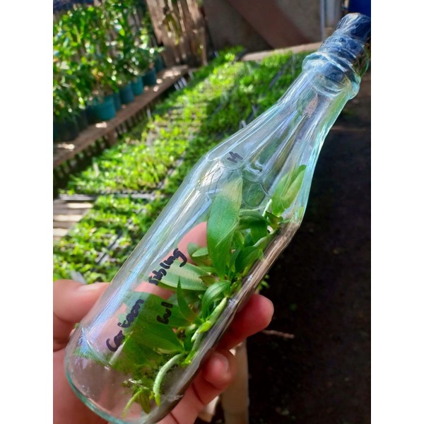 PROMO MURAAAH  BOTOL Anggrek bulan Silangan taiwan