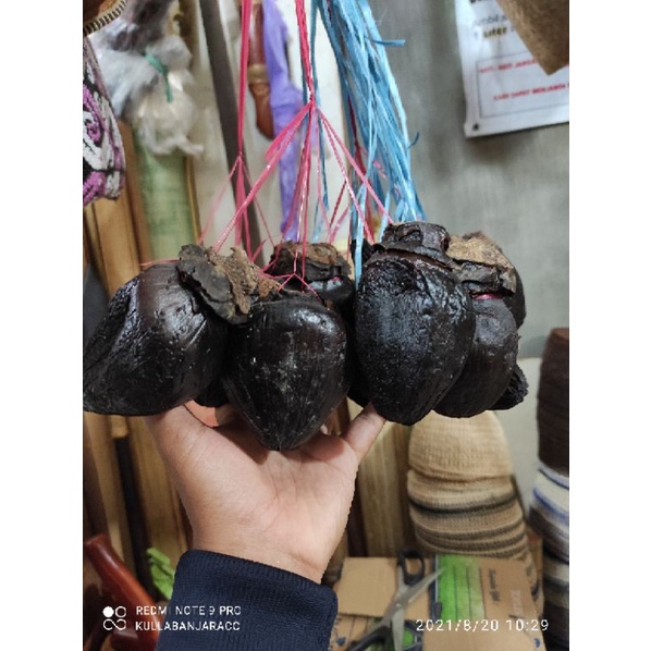

Ulur Ulur ramuan tradisional kalimantan ukuran besar