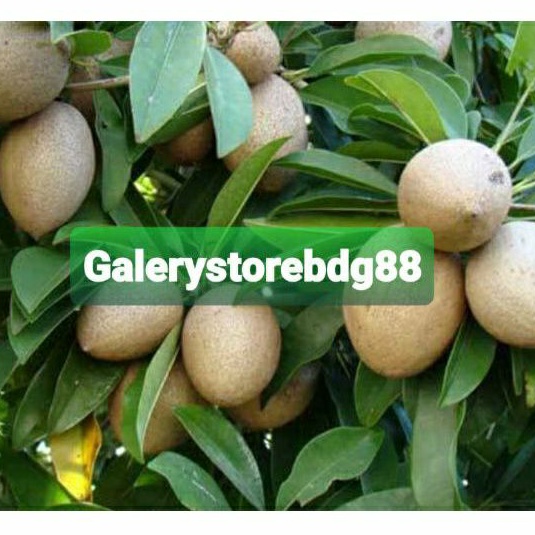 

Pentil sawo buah sawo muda segar 500 gram-az