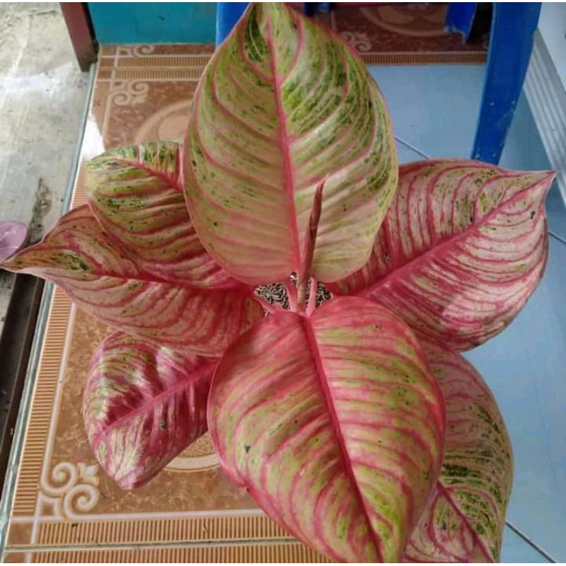 bonggolan aglonema dewi Hughes