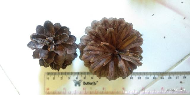 Bunga Pinus Kering Jumbo Mekar Pine Cones Rustic