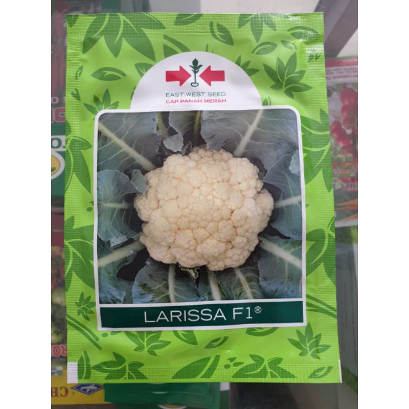 Jual Benih Bungkul Kembang Kol Bunga Kol Larissa F1 Isi 10 Gram