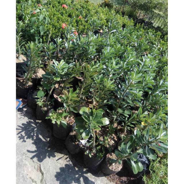 Adenium lokal dari biji