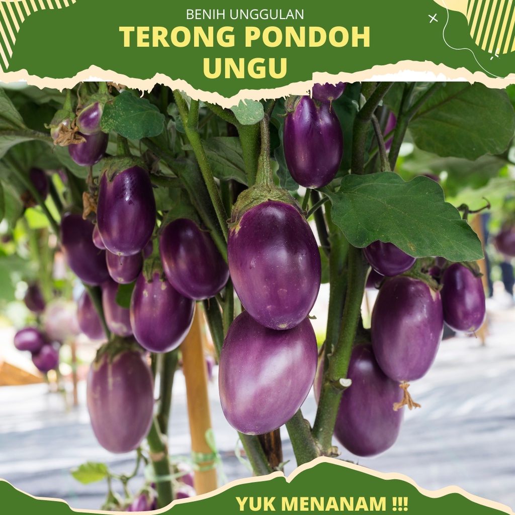 20 -  Biji Terong Pondoh Ungu BONDAN - Bintang Asia