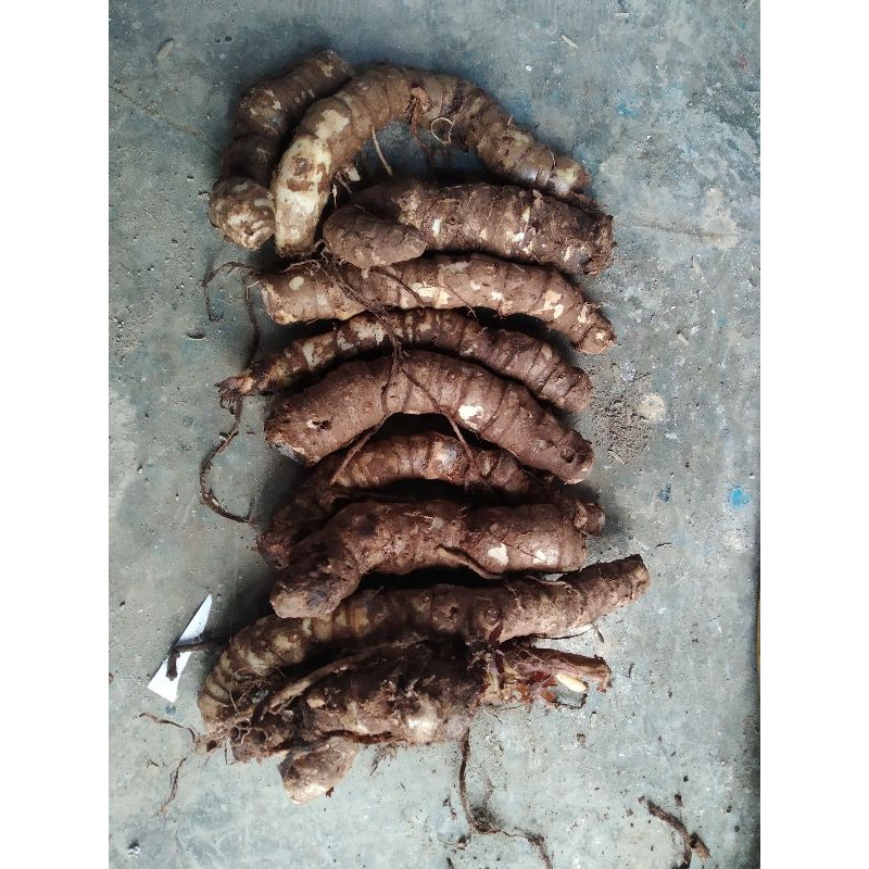 Bonggol alocasia dragon