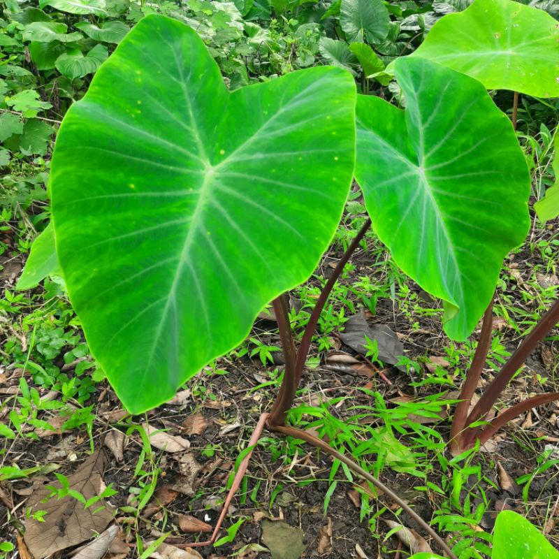 DAUN Keladi talas hitam (lompong bukan sente wulung) /1kg.