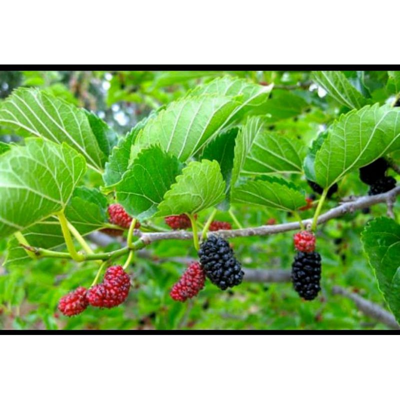 Daun murbei mulberry Organik Organic dijamin tanpa pestisida 200 lembar