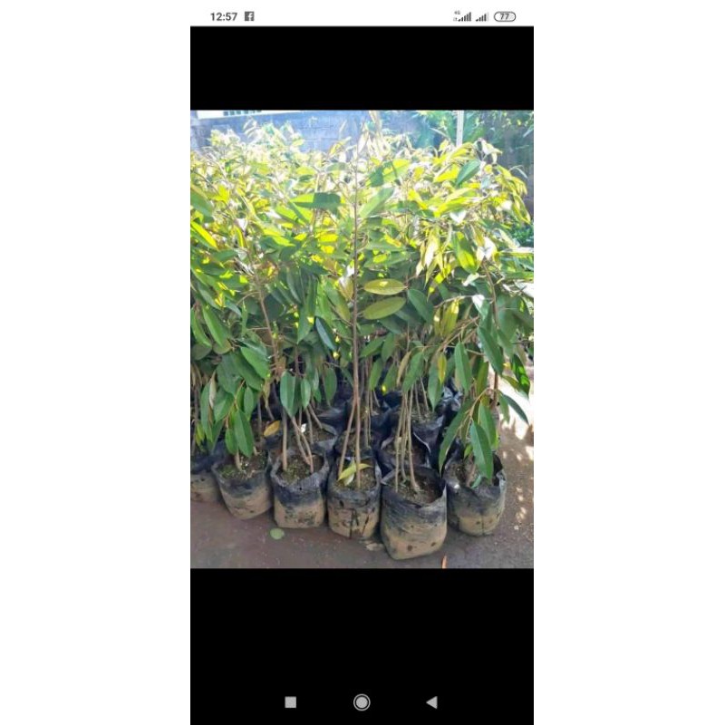 bibit durian musangking kaki 3 tinggi 1m