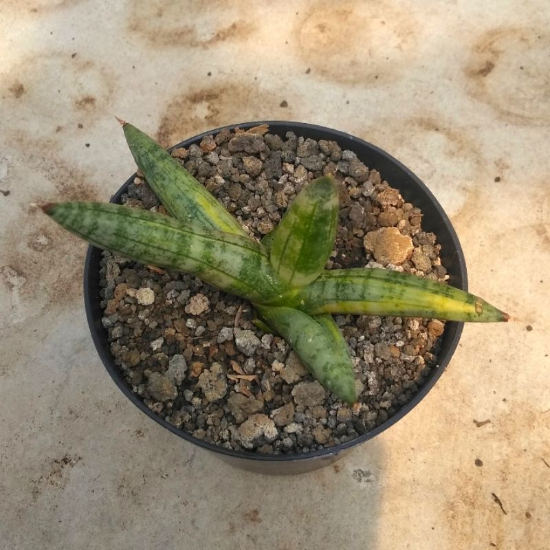 sensiveira boncel variegata kuning