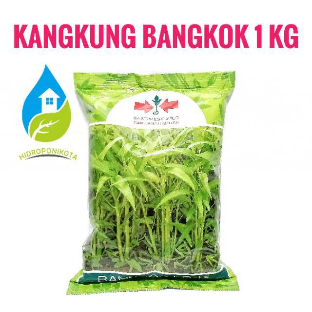 benih KANGKUNG BANGKOK isi 1 kg - benih kangkung panah merah - benih kangkung daun lebar - PANAH MERAH