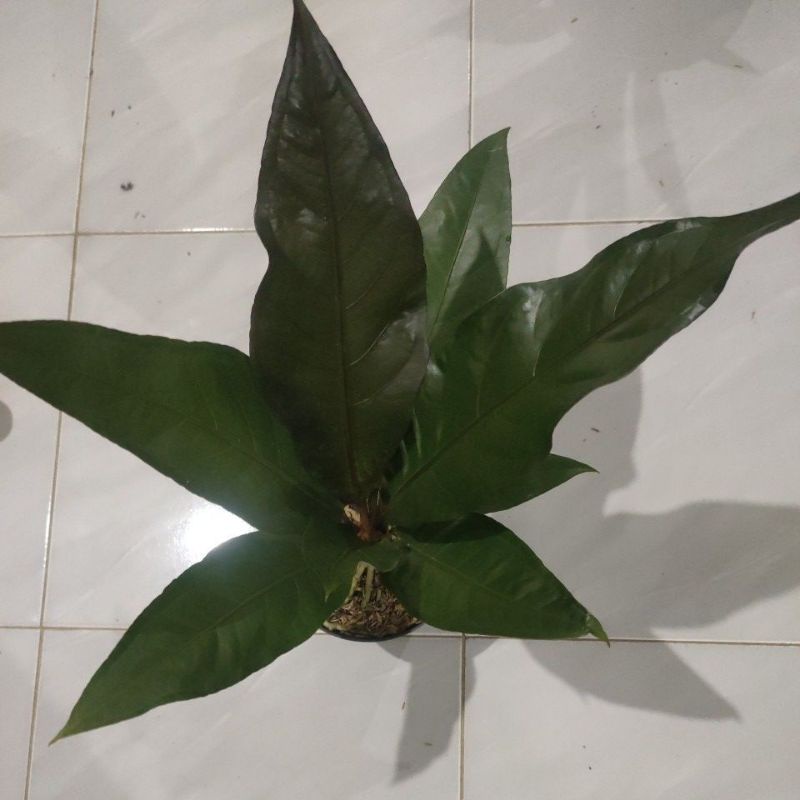 Bunga anturium jemani black dragon