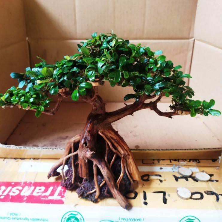 Terlaku. aksesoris akuarium miniatur bonsai aquascape+buce mini 04