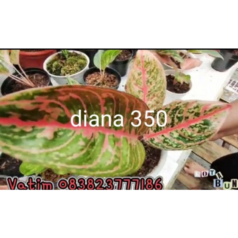 Aglo diana dan adelia