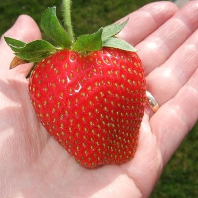 15 benih strawberry ICHAN KING