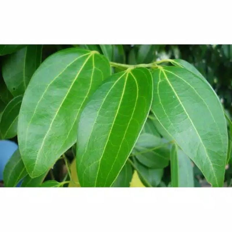 

Daun kayu manis 50gr Herbal-CINNAMON FRESH