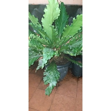 Bunga gelombang cinta