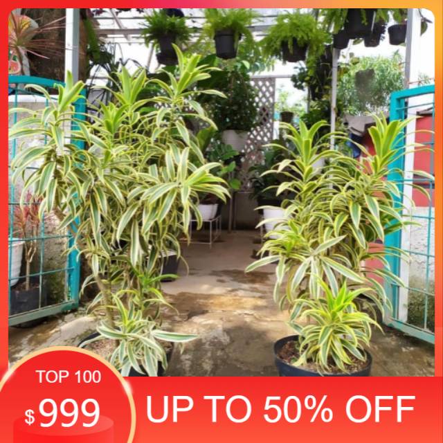 Tanaman Hias Suji Variegate - Suji Golden - Suji Kuning