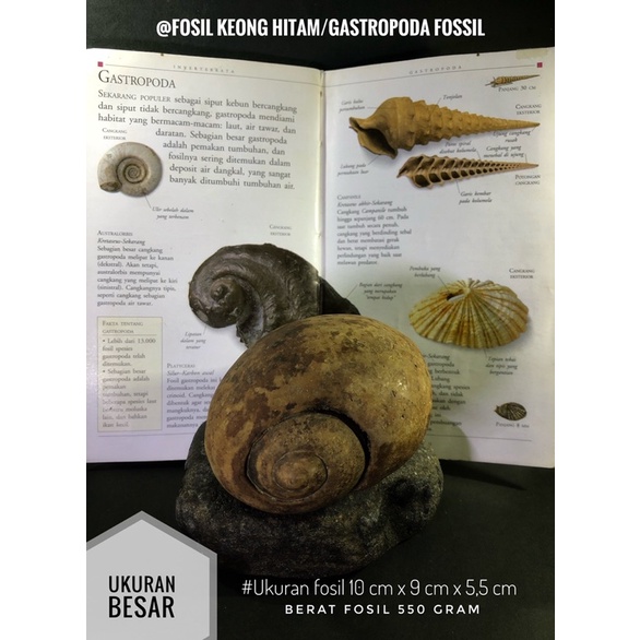 Fosil Keong Hitam Natural atau Fosil Gastropoda atau Fosil Kerang atau Fosil Kol Buntet