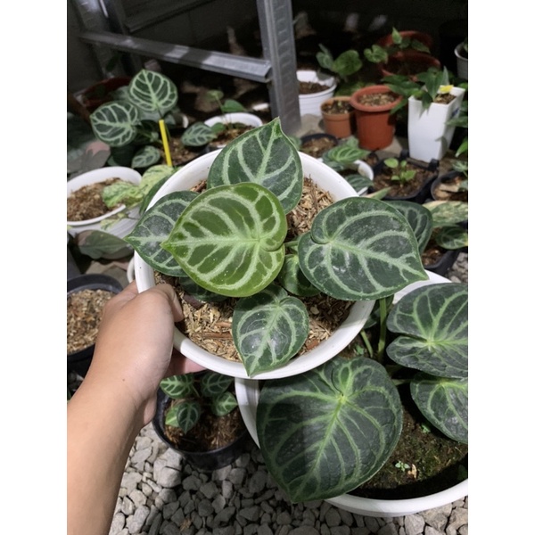 Baby Bibit Kuping Gajah Ori Dorayaki / Anthurium