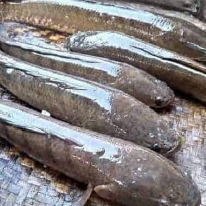 

IKAN GABUS SEGAR [500gr]