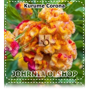 Jual Johrnia 3 Benih Biji Bunga CELOSIA Kurume Corona | Shopee Indonesia