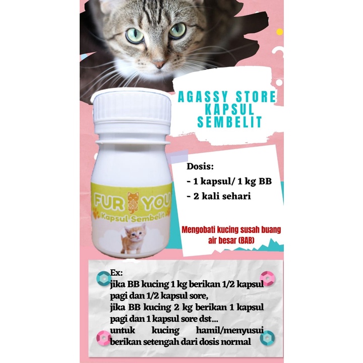 Furyou penanganan Sembelit Kucing susah BAB kucing