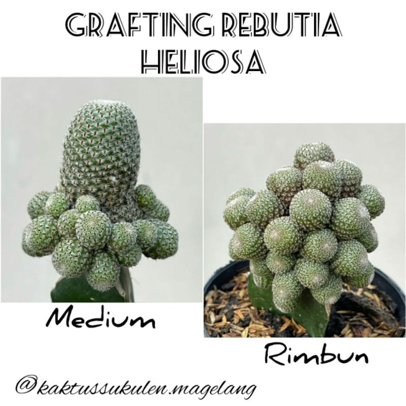 Kaktus Grafting Rebutia Heliosa