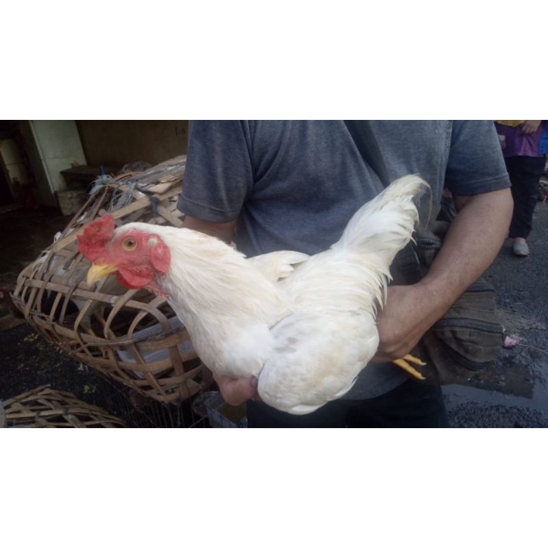Ayam Kampung Jantan Putih Hidup 1 Ekor