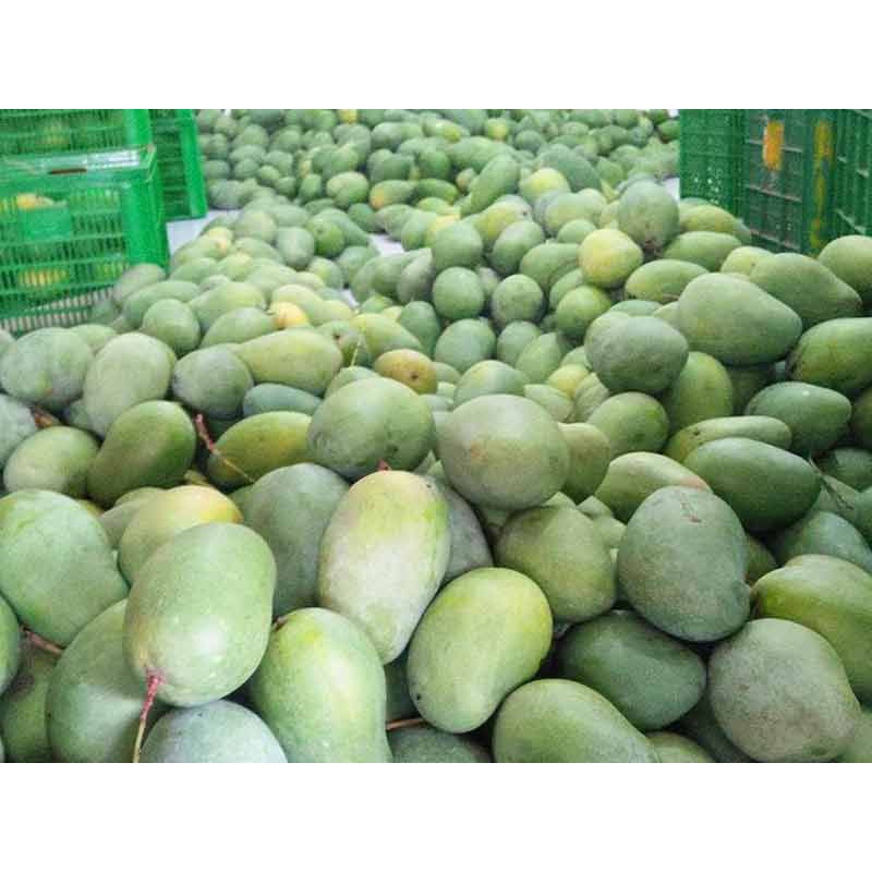 

Area Medan// MoMo Mangga Harum Manis// HR 1// 45000