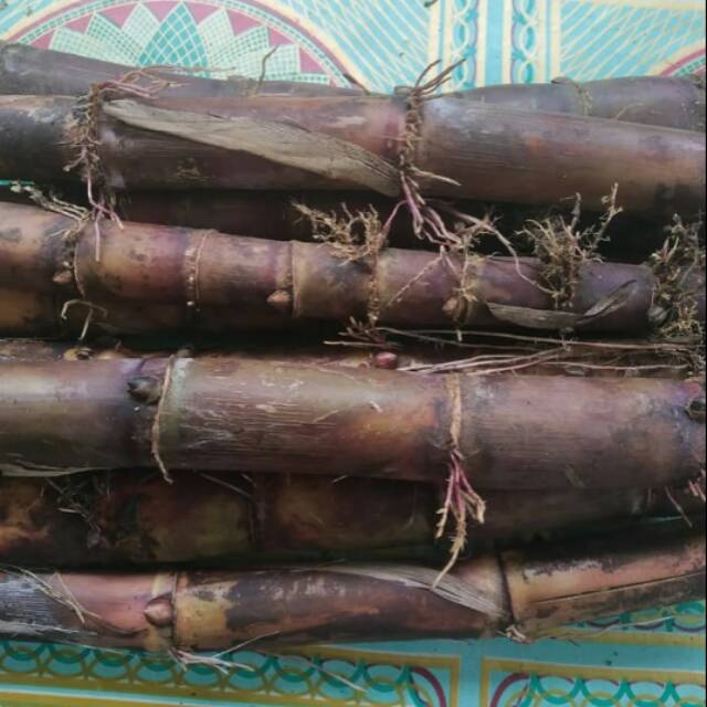 Stek tebu hitam atau tebu ireng siap tanam