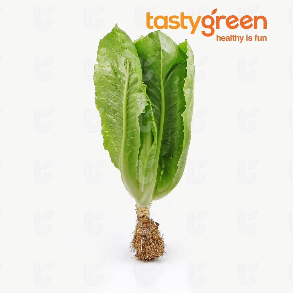 

Tasty Green Lettuce Romain Hydro 250 g