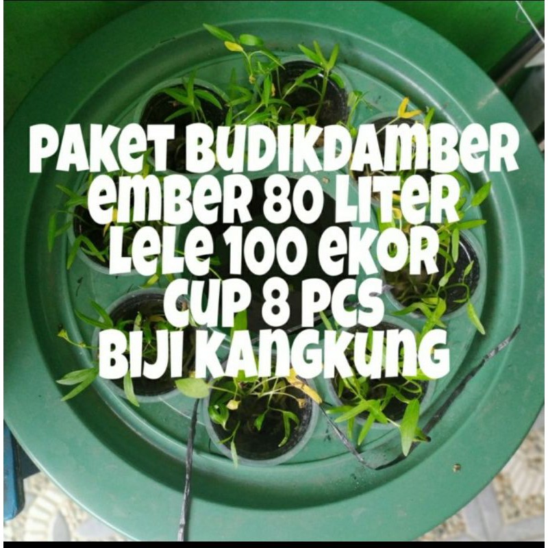 ember ternak ikan lele / ember budidaya ikan lele / budikdamber ikan lele