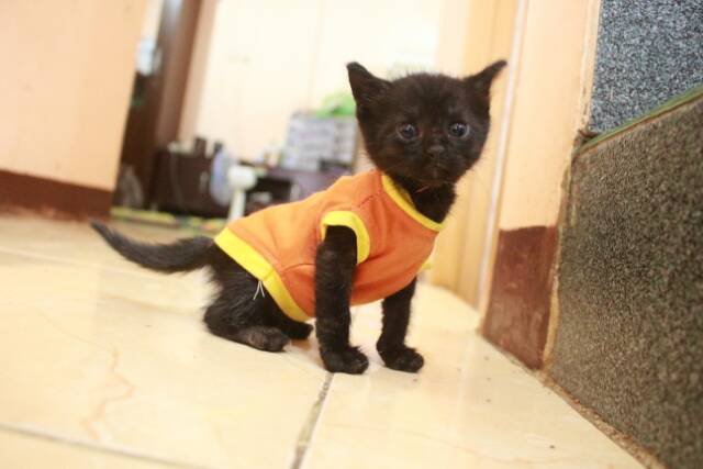 Kaos orange imut untuk kucing &amp; anjing /Jual Baju Kucing Terlengkap &amp; Berkualitas size S-XL