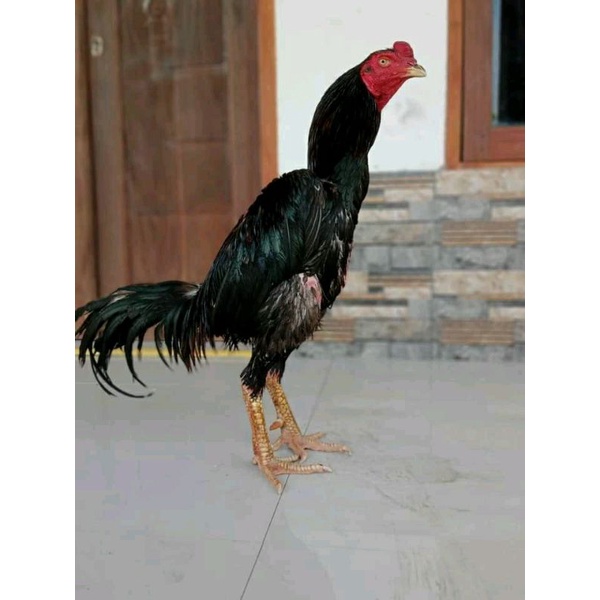 ayam bangkok klasik super jalu