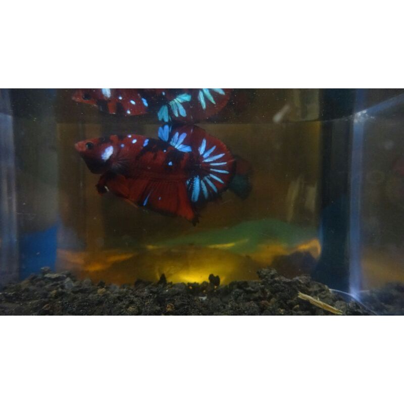 

ikan cupang indukan Red Koi Galaxy (Top Grade).