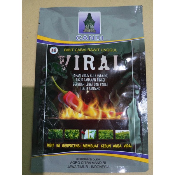 beni cabe rawit unggul viral