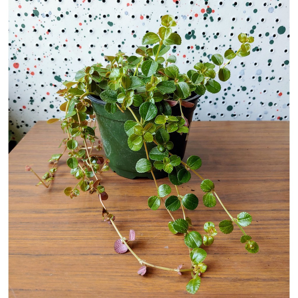 Tanaman Gantung Mint Creeping Charlie Tanaman Hias Pilea Nummulariifolia Bunga Murah