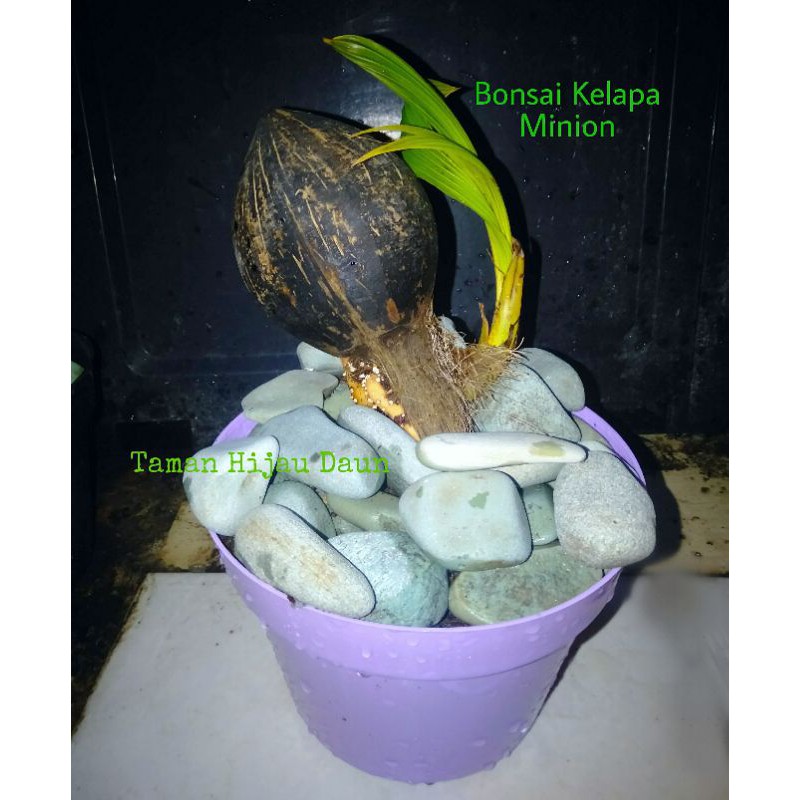 Tanaman Hias Bonsai Kelapa Gading Orange Mini