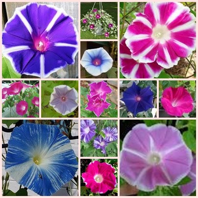 Benih Bunga MORNING GLORY MIXED 3 BIJI bibit bunga import F1 mr fothergills