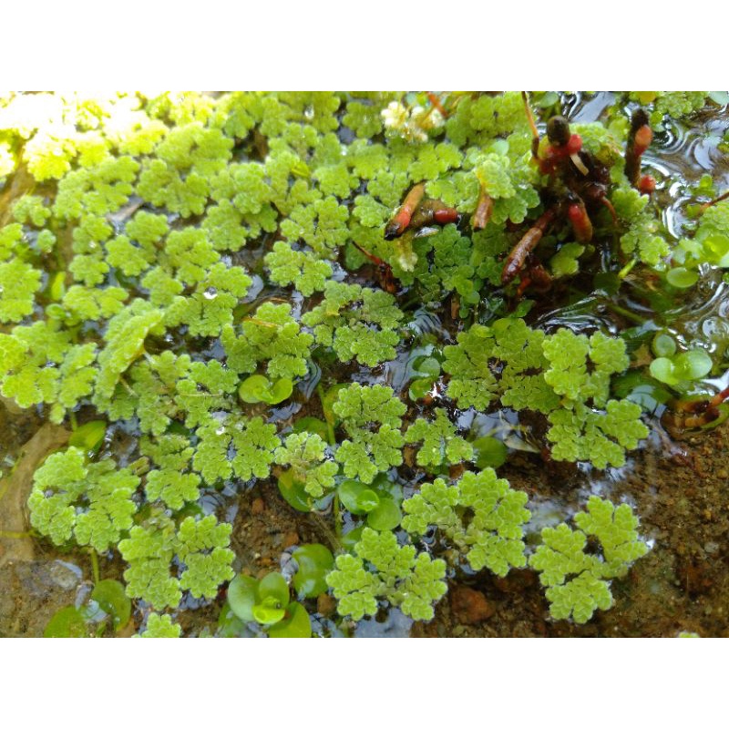 tanaman hias aquascape azola hiasan aquarium
