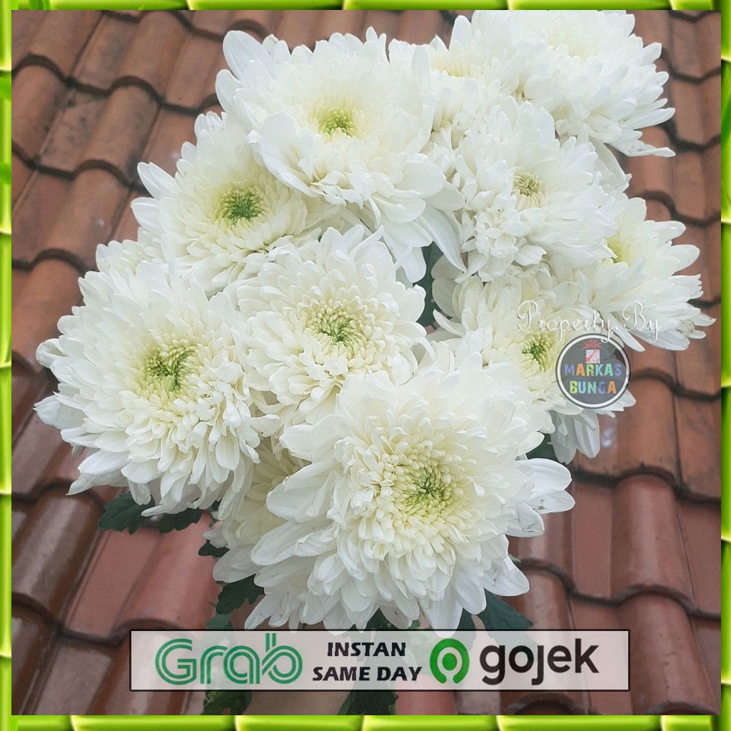 bunga aster Krisan segar / bunga aster