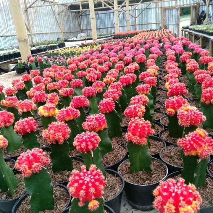 KAKTUS IMPORT GRAFTING GYMNO MERAH TANAMAN KAKTUS SUKULEN WARNA MERAH CANTIK