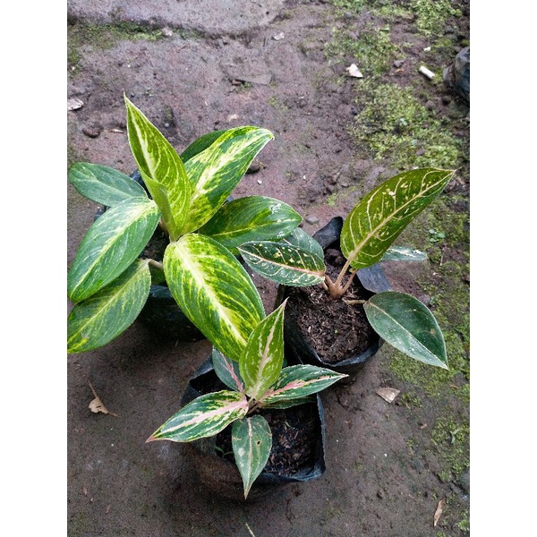 Diffenbachia (2), Aglonema Butterfly, Ag. Donacarmen (PAKET TANAMAN)