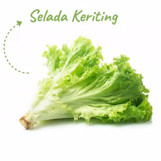 Selada Keriting / Selada Keriting Hidroponik