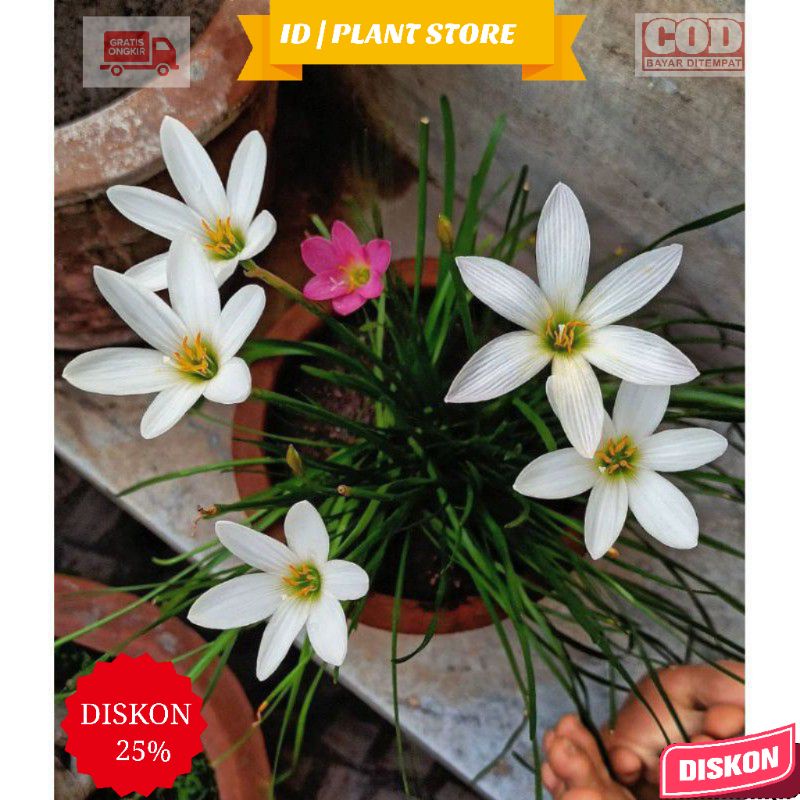PROMO Tanaman hias rain lily bunga putih-lili hujan putih-tanaman hidup-bunga murah