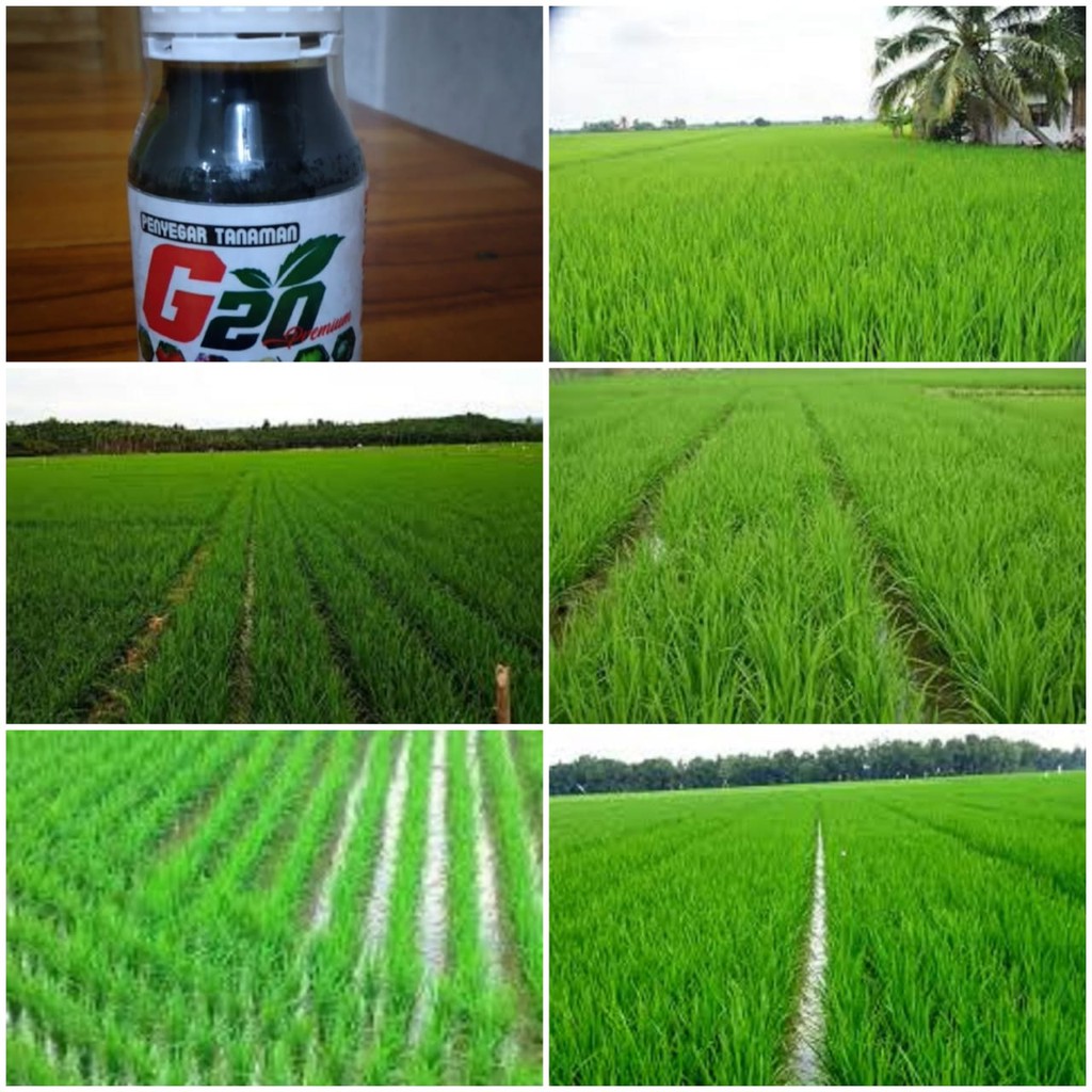 Pupuk Cair Terbaik Untuk Padi Sawah